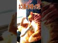 家族に仲直りをお願いしに行ってきたWWW #Shorts