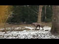 Wolf VFX