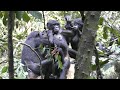 Polyadic Grooming Behaviors in Wild Bonobos!