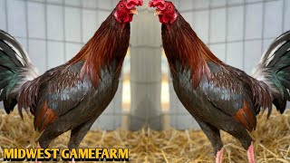 Foster Kelso Leiper Yellow leg hatch - MIDWEST FARM