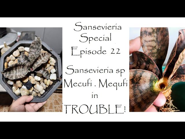 Sansevieria sp Mecufi / Mequfi in trouble - Sansevieria Special