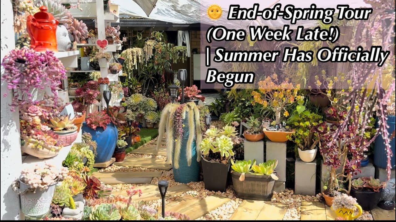 🌸 Поздняя загрузка! Экскурсия по суккулентному саду до конца весны | Сейчас лето