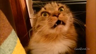 Удивленный кот / Surprised Cat :))