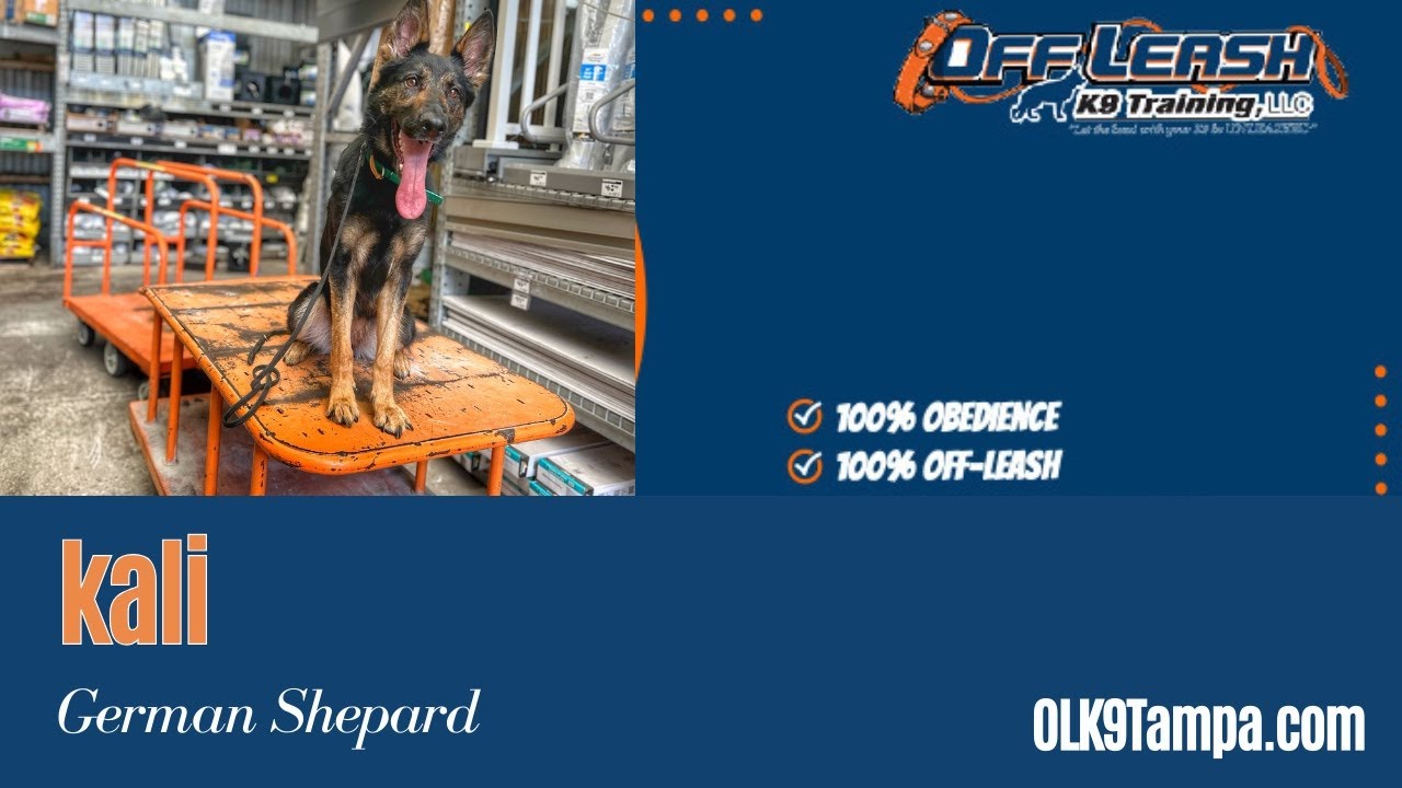 German Shepard - Kali - 14 Day Transformation - YouTube
