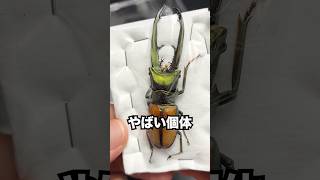 虫の死骸をもらいました