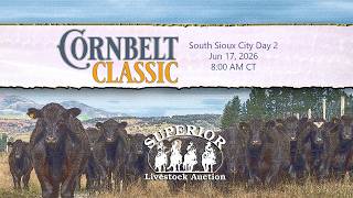 Superior Livestock Auction - Corn Belt Classic Day 2  - 6/17/2026
