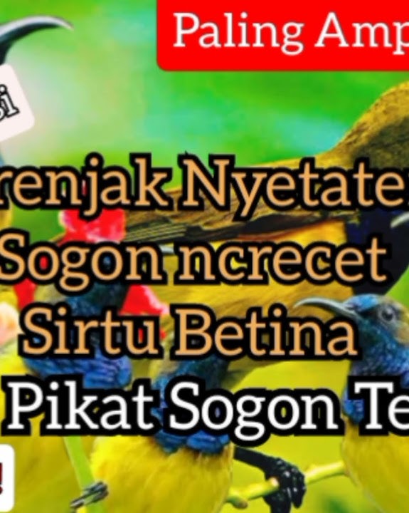 SUARA PIKAT SOGON PALING AMPUH TERBARU 2023 ,Burung susah turun auto Takluk