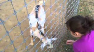Petting Zoo in Lancaster Pa 2