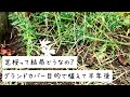 グランドカバー目的で芝桜、植えて、育てて、半年後・・・どうなった！？