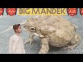 A big frog  manduk  deduk  dado  world big manduk