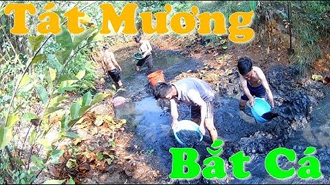 Tát Mương Bắt Cá | Slap ditch to catch fish