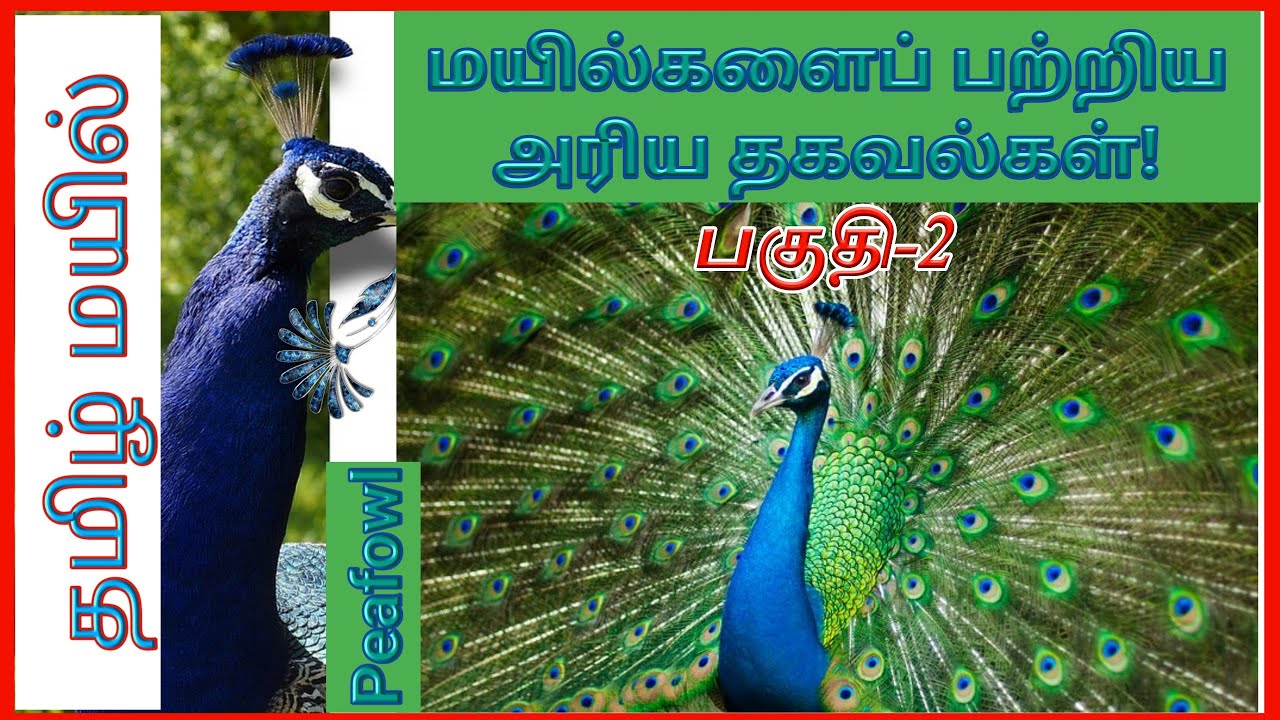 essay about peacock in tamil