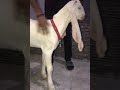#Farming#Gulabi#reels #goat #bakr #tiktok #viral #animals #beautifullgoats #tiktokvideos #cow