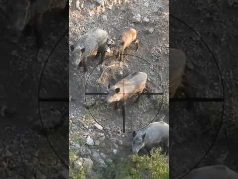 TENBAK Raja Kera Perusak Kebun #hunting monkey #pest control