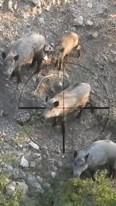 Babi-Babi Ini Tidak Sadar Ada Sniper Di Atas Pohon (Berburu Babi) #berburu