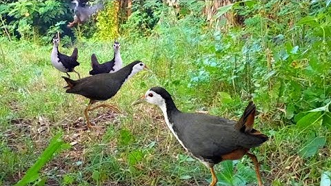 jerat burung ruak ruak paling deg degan, ruak ruak sangat agresif | bird trap