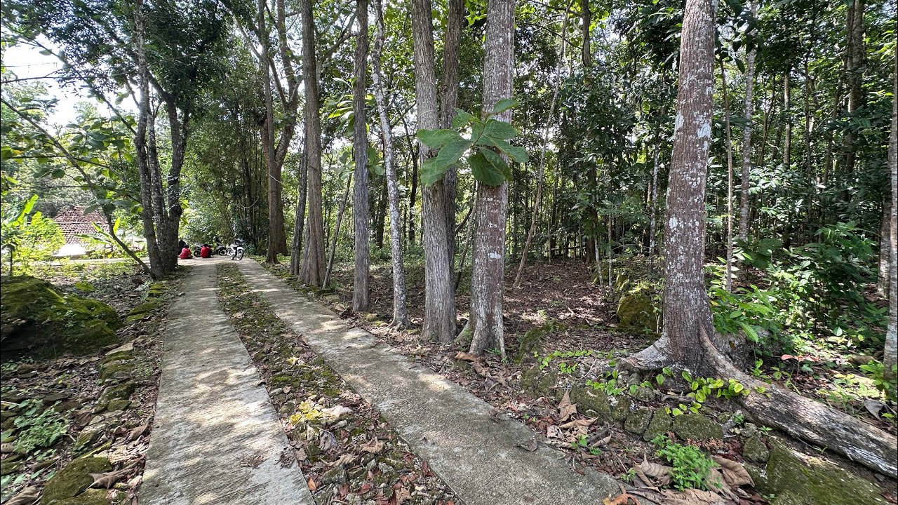 Tanah full pohon besar-besar gandeng hutan wanagama