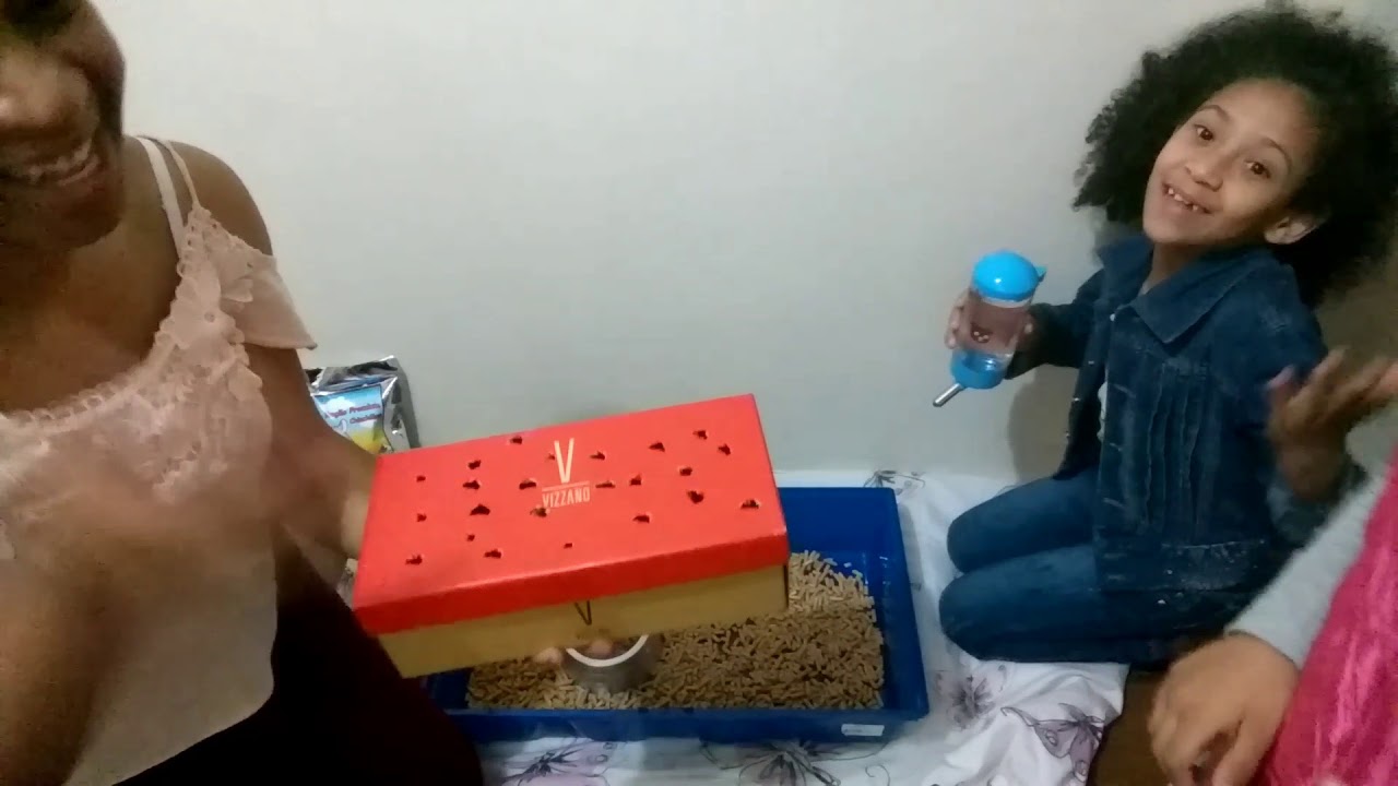 Vlog da chegada dos porquinhos da Índia em casa 💖 Arrumando a gaiola e mais! 💖