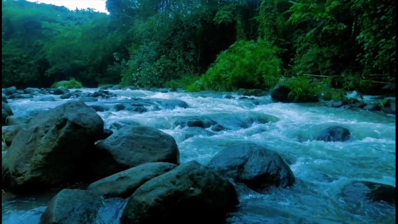Forest River Stream Relaxing Nature White Noise for Sleep Meditation and Mental Clarity.