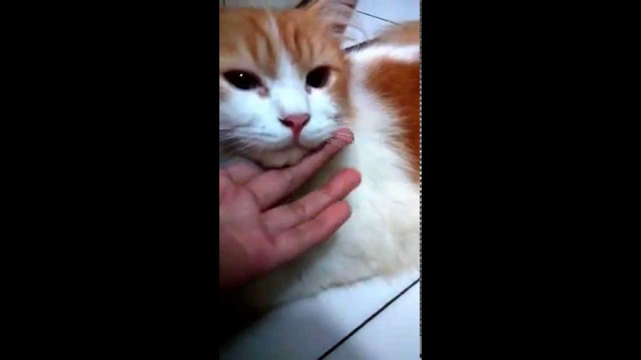 CERITA KUCING LUCU TERBARU YouTube