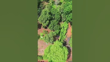 Chú Lương Kẹt Tiền Cần Bán Gấp Đất Vườn Cây Ăn Trái ,View Suối Đá , Có Thổ Cư #shorts