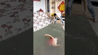 Dog Swimming Magic Green Screen 3D Special Effects 3D Animation Future Technology Imagination