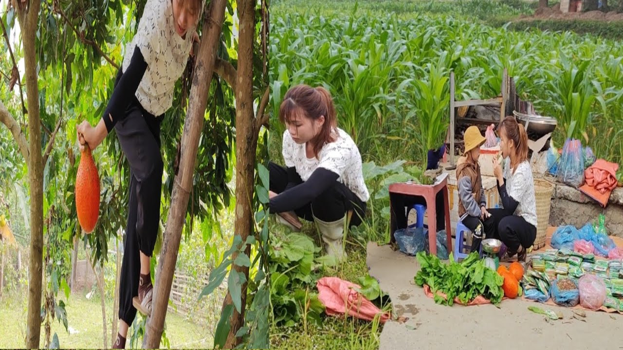 Harvest vegetables to sell at the market.the life of a single mother ...