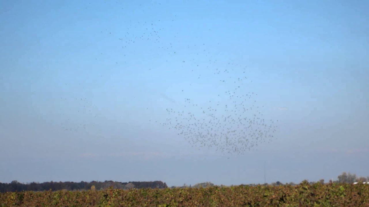 Murmuration- synchronized flying birds