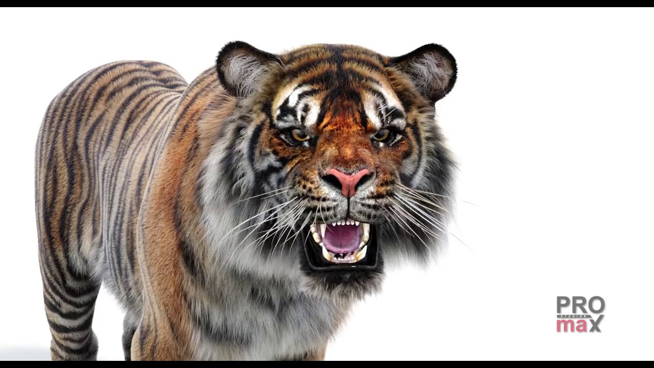 Tiger Roaring 3D model - Download Animals on