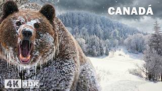 CANADÁ CONGELADA | Sobrevivência Extrema a -40°C no Frio Mais Brutal | Documentário Completo