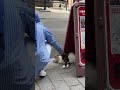 Istanbul cats.Street cats#istanbulturkey #turkey #istanbul #visitistanbul