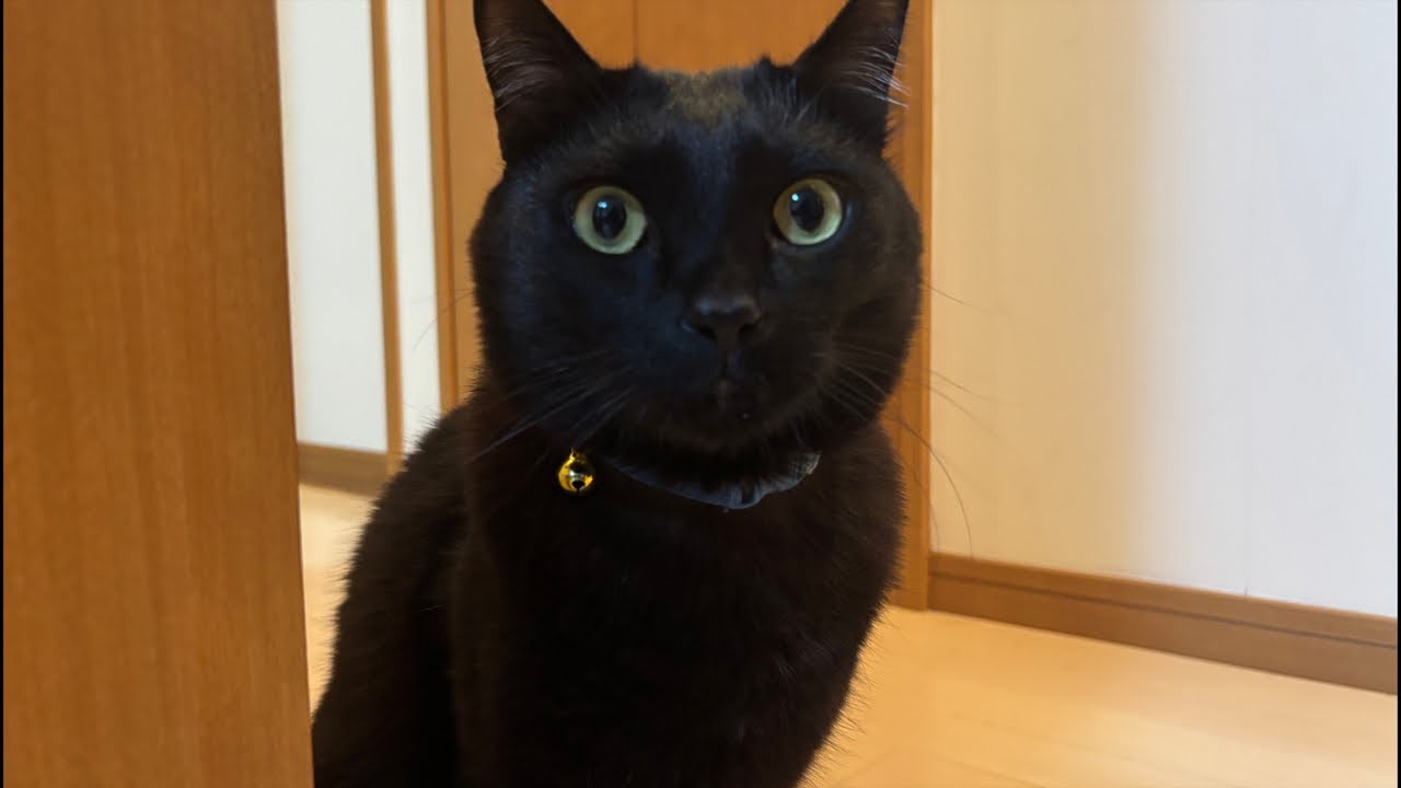 お外怖かった｜0228（土）7：28～　Cat and gluttonous rabbit