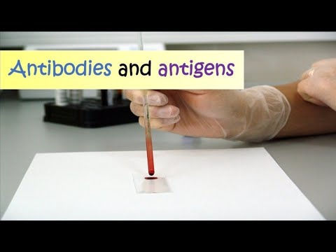 المستضدات  VS  antigens  الأجسام المضادة antibodies