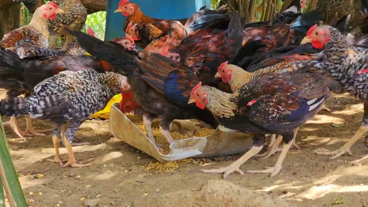 Continuamos desde la cuesta de San José de las matas Un día alimentando los pollos