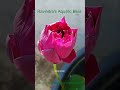 WOW!! Beautiful Lotus 🪷!!Now Blooming!! Jaipur Lotus Plants