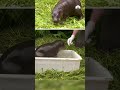 Baby pygmy hippo takes first outdoor bath at Berlin Zoo | NBC4 Washington