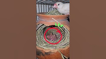 White java sparrow breeding progress.🐦 #baby #java #পাখি #animals #birds #kalapati #mother #birdnest