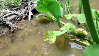 Nkauj Hmoob Toj Siab Mus De Zaub Dej Los Noj 18 July 2023