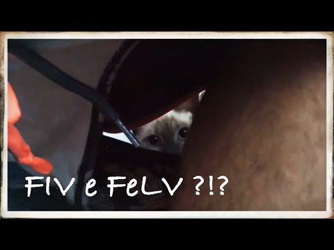 Vídeo: FIV E FeLV Em Gatos De Abrigo: Quando Testar Ou Não Testar Torna-se Um Dilema Econômico