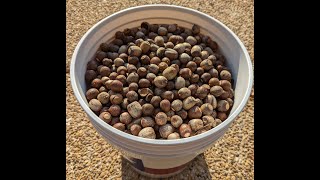 Corona Quick Collector ACORN MIRACLE TOOL
