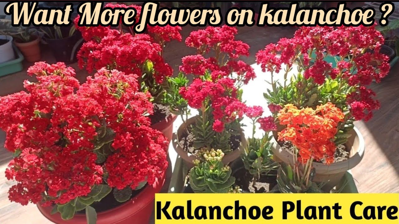 Want more Flowers In Kalanchoe🤔/ kalanchoe पर अनगिनत flowers पाने के लिये क्या करना चाहिये 👍👍