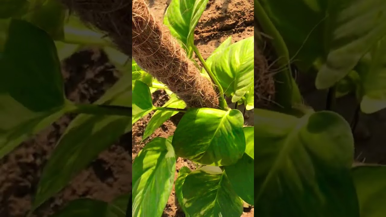 Grow your own happiness ✨ 