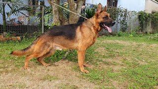 2 Đực 1 Cái Chó Becgie Đức Thuần Chủng Trưởng Thành