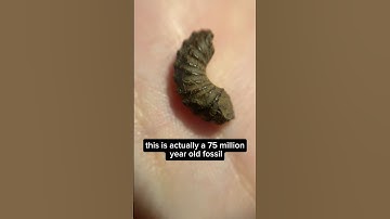 What Is This Tiny Fossil? #fossils #dinosaur #geology #paleontology