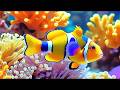 The Best 4K Aquarium - Dive Into The Mesmerizing Underwater Realm, Sea Jellyfish, Coral Reefs . #7