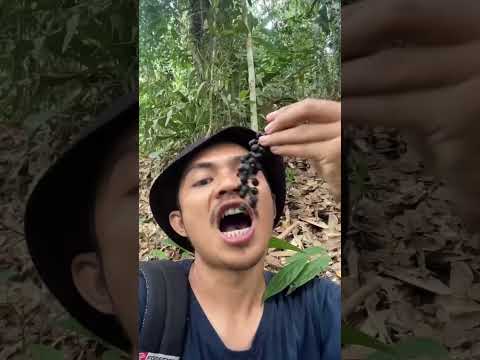 Video: Apakah buah pohon perjalanan dapat dimakan?