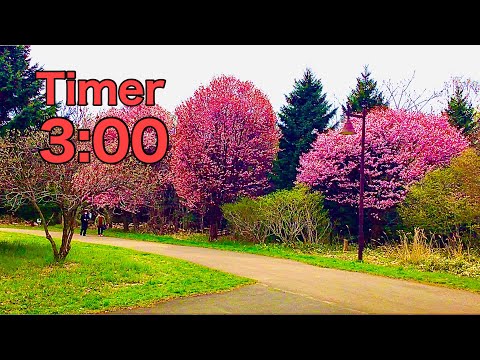 Cherry blossom.Timer 3 minutes movie .Sapporo Maeda forest park cherry blossom trees .Full bloom .