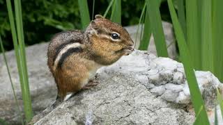 Information Fitz and the tantrums- Out of my league(Chipmunk version) News