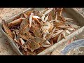 Sea Carbs (Nantu) cutting / VPM Ramesh fish shop and expert cutting way food