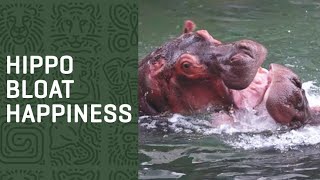 HIPPOS Know how to Play